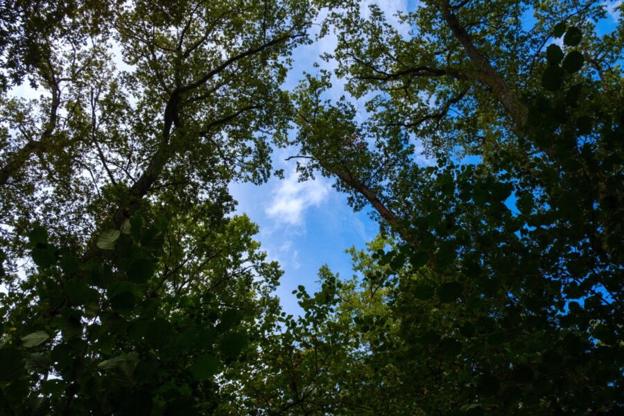 Des arbres vus du bas avec le ciel bleu