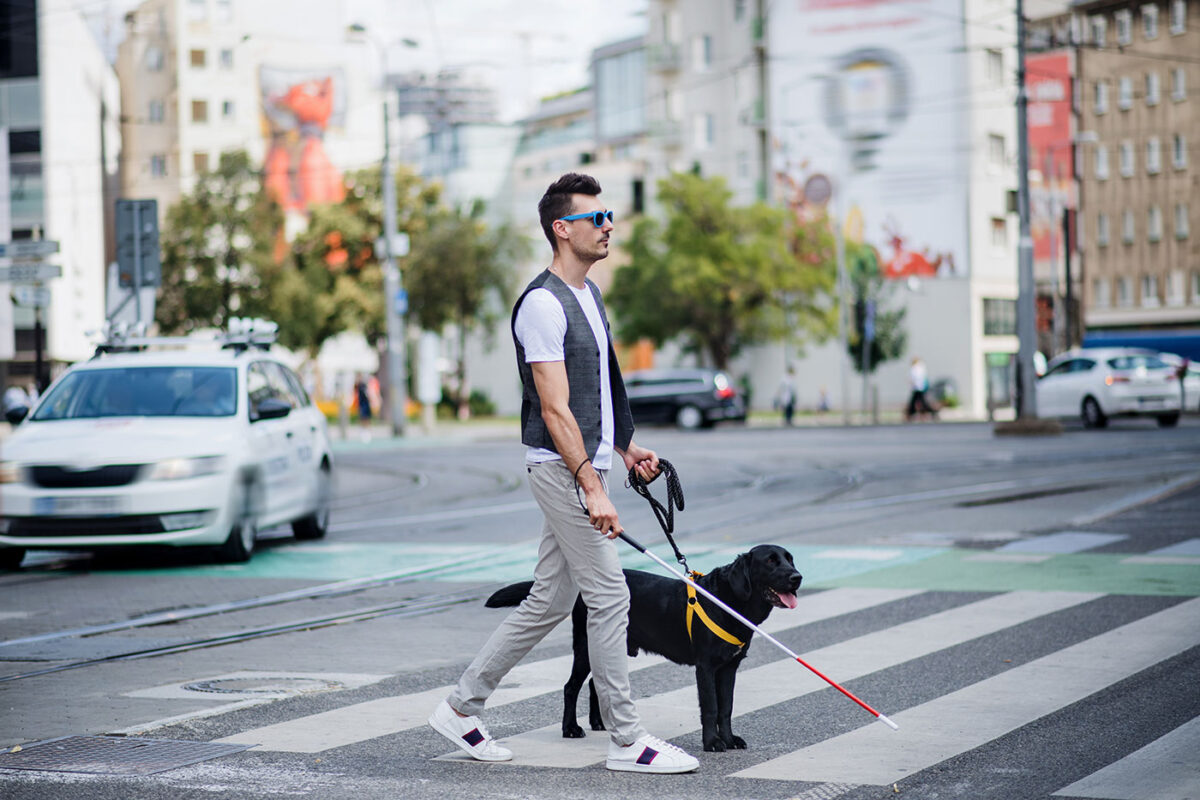 Une personne en situation de handicap visuel traverse un passage piéton. Il tient une canne blanche dans la main droite et son chien guide d'aveugle dans la main gauche.